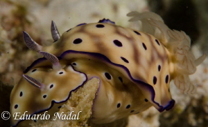 raja ampat by Eduardo Nadal 
